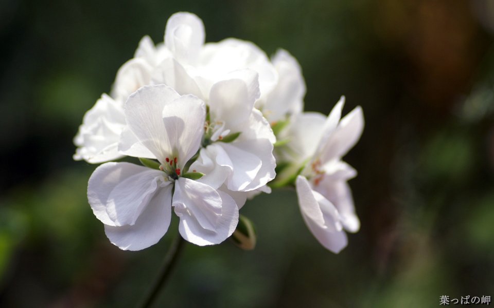 White Geranium Flower Macro Photography