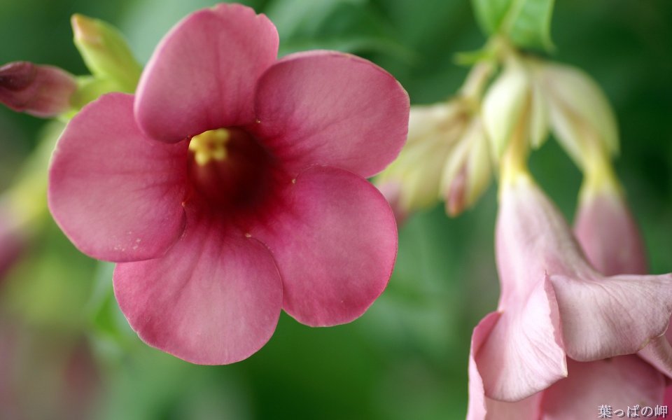 Pink Allamanda Flower Macro