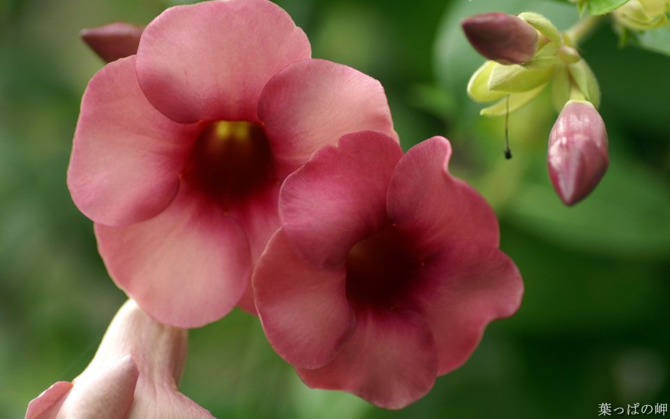 Blooming Pink Allamanda Flower