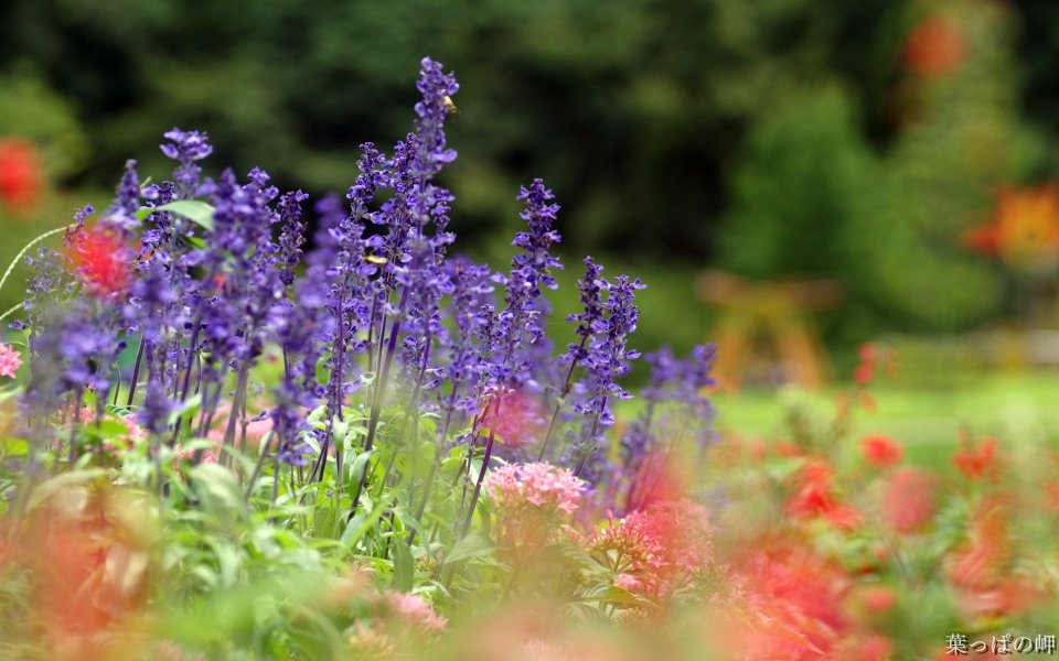 Blooming Purple Sage In Garden