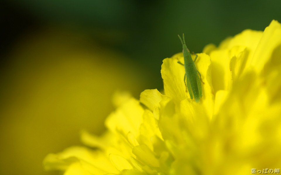 Green Grasshopper On Yellow Flower