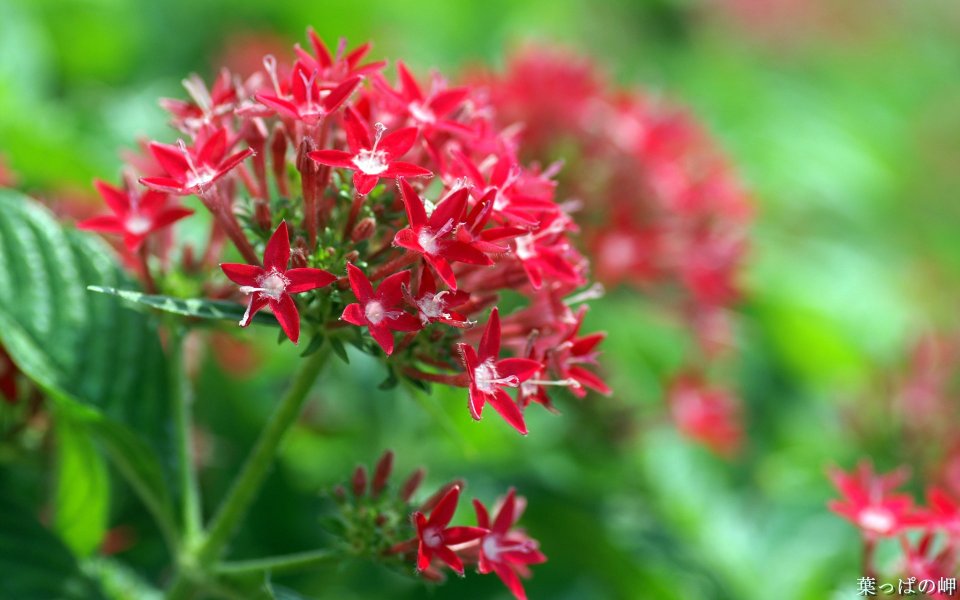 Blooming Red Pentas Lanceolata Macro