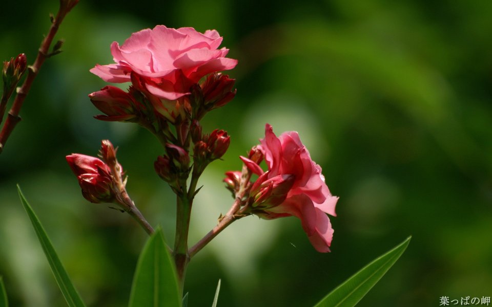 Blooming Pink Oleander Flower Closeup