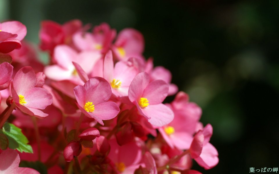 Fresh Pink Begonia Flower Closeup