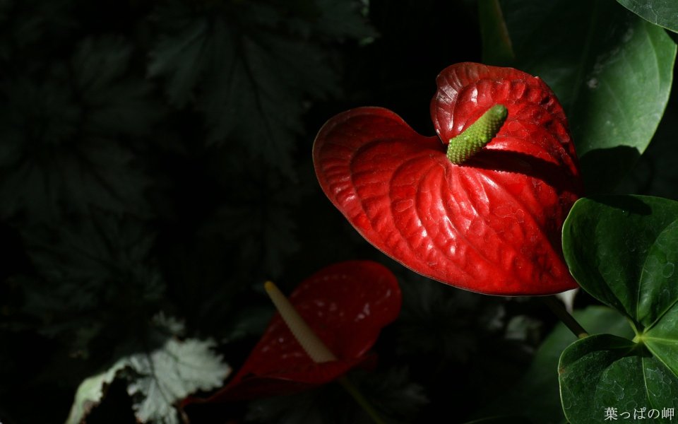 Red Anthurium Flower Heart Shape