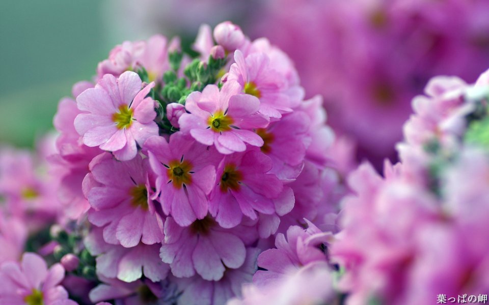 Fresh Pink Primrose Flowers Macro