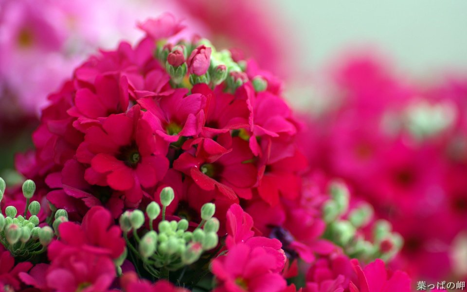 Blooming Deep Red Primrose Flowers