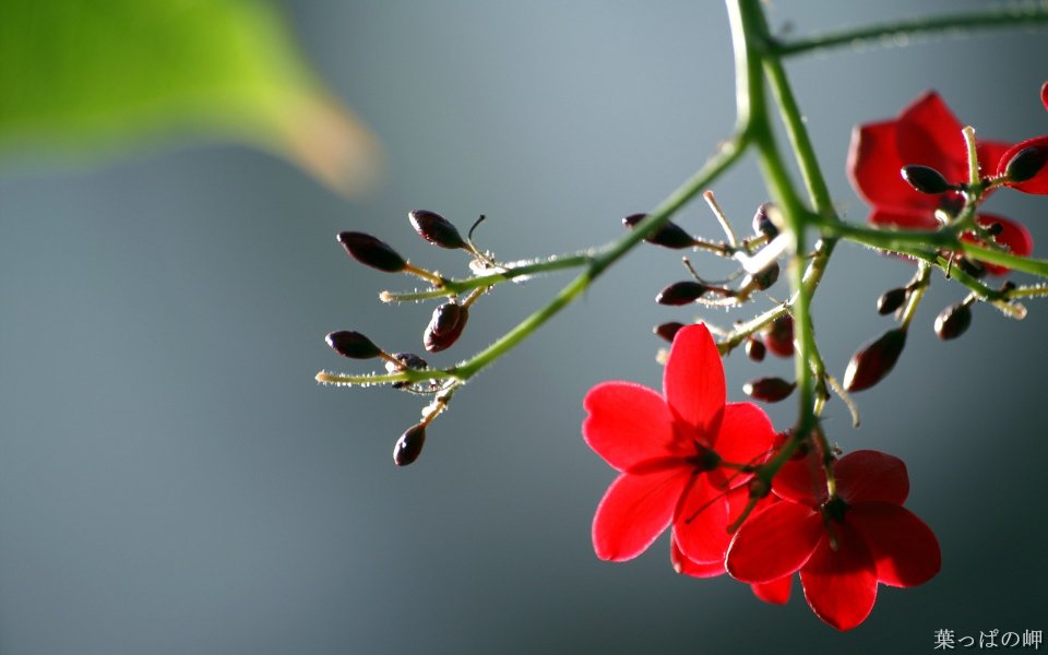Red Flowers And Buds Macro Photography