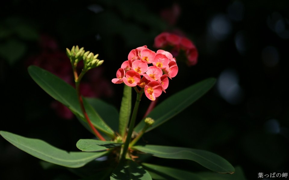 Pink Crown Of Thorns Flower Macro