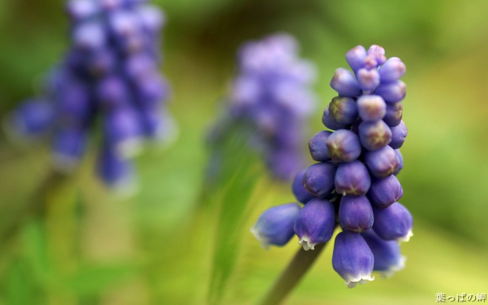 Purple Muscari Flowers In Spring Garden