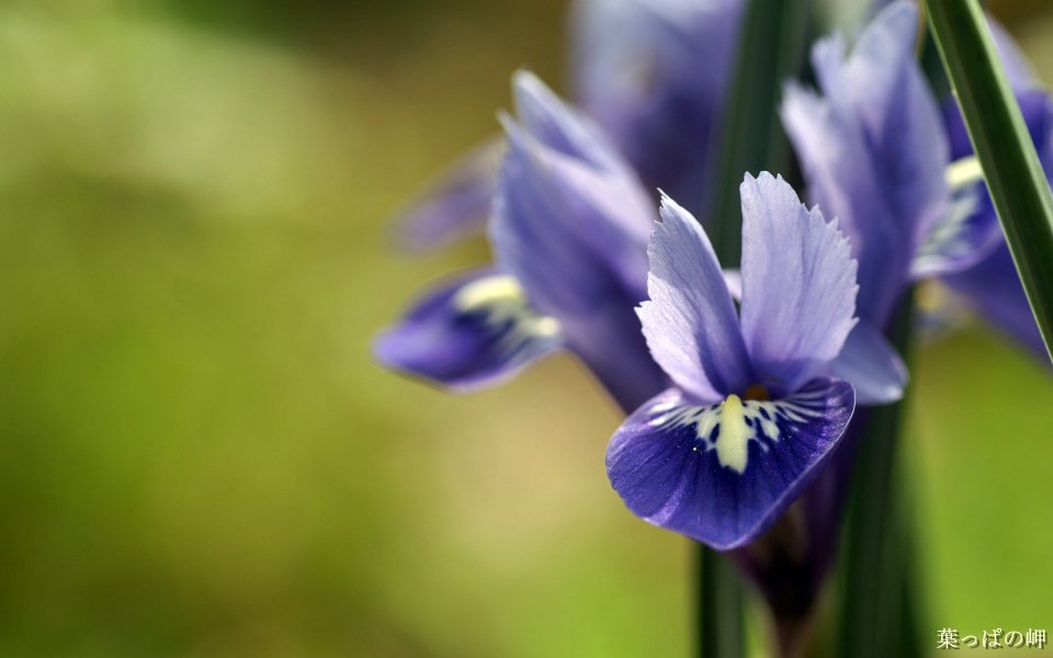 Fresh Purple Iris Flower Macro Photography