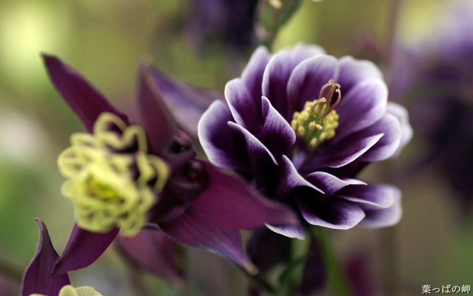 Purple Columbine Flower Macro