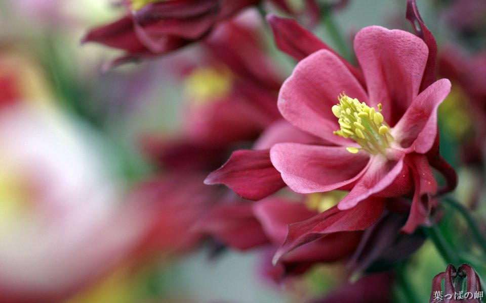 唯美深红色耧斗菜花卉特写