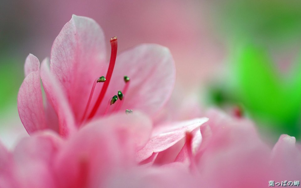 Fresh Pink Azalea Flower Macro Photography