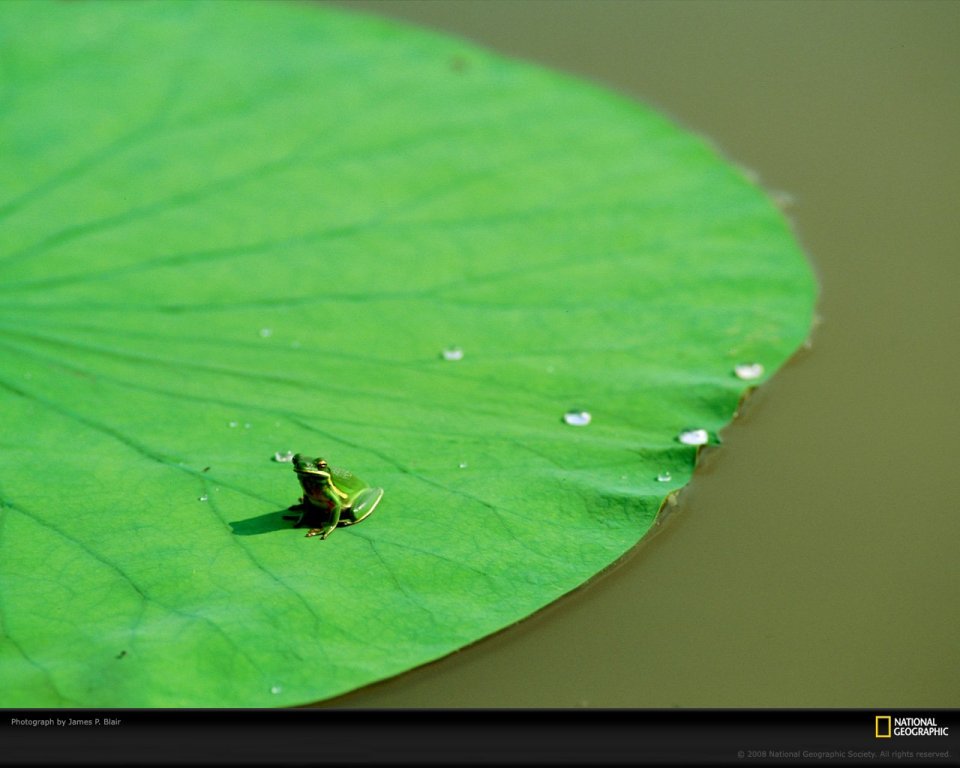 Green Frog On Lily Pad By James P Blair