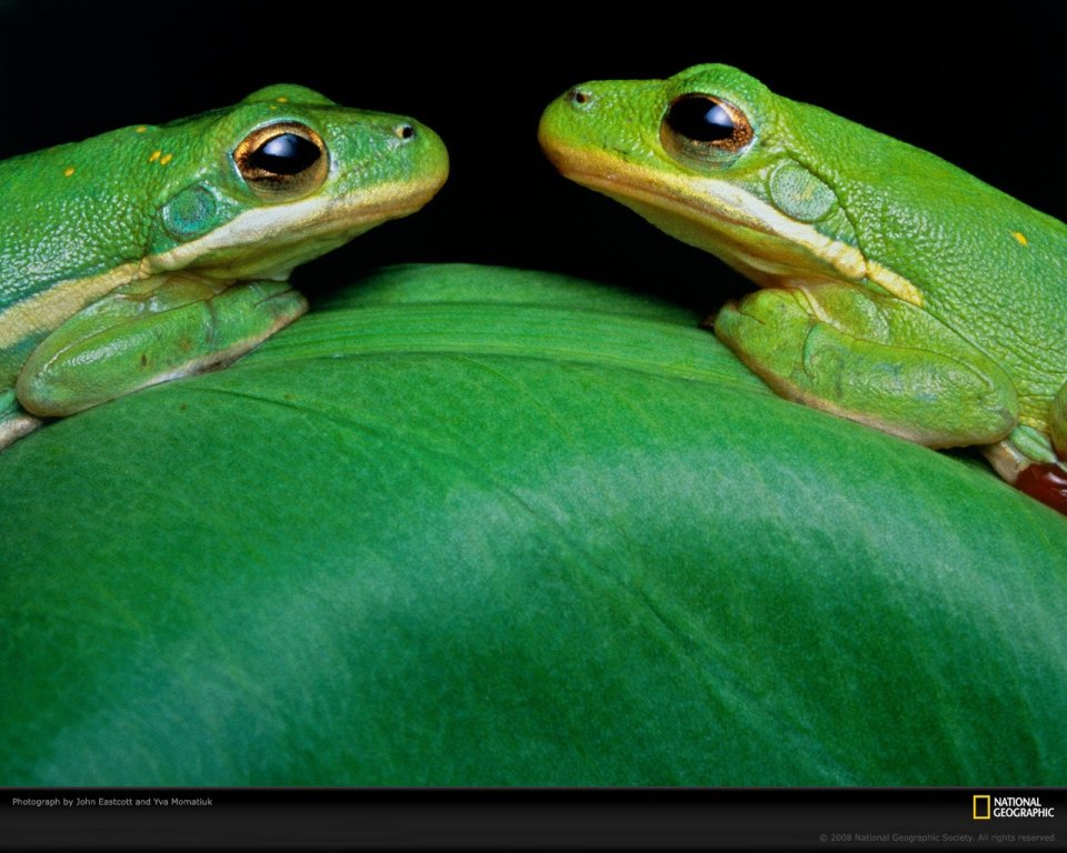 Two Green Frogs On Leaf Close Up