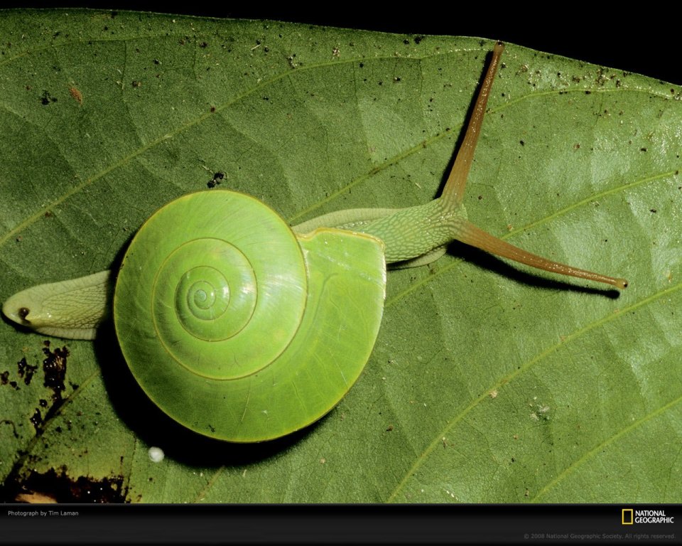 Green Snail On Leaf Macro Shot
