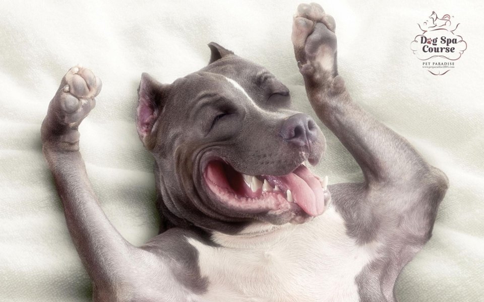 比特犬享受宠物SPA的治愈瞬间
