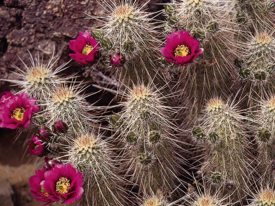 Sonora Desert Cactus Blooming Magenta Flowers