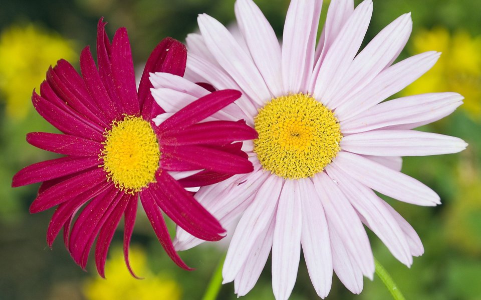 Two Daisies Rose Pink Elegant Bloom
