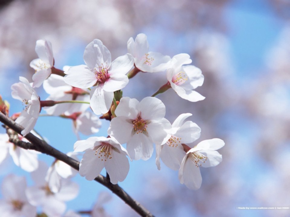 Japanese Spring Cherry Blossoms
