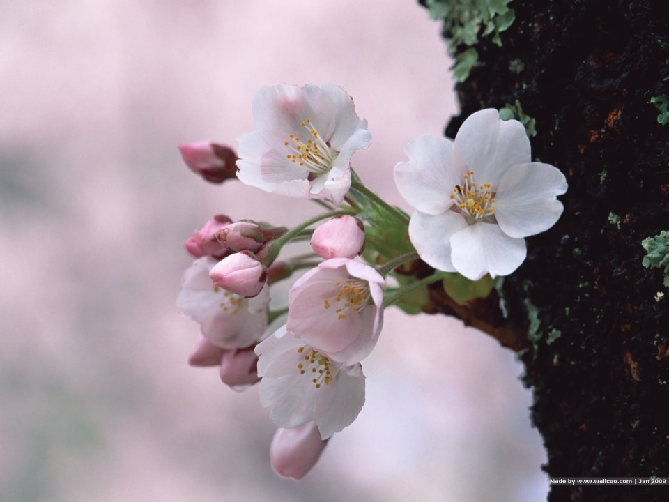 Japanese Cherry Blossom Branch