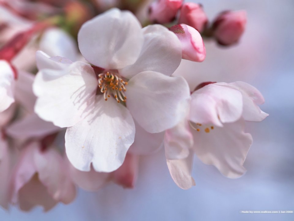 Japanese Cherry Blossom Peaceful Scenery