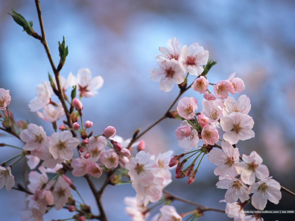 Japanese Cherry Blossom Branch