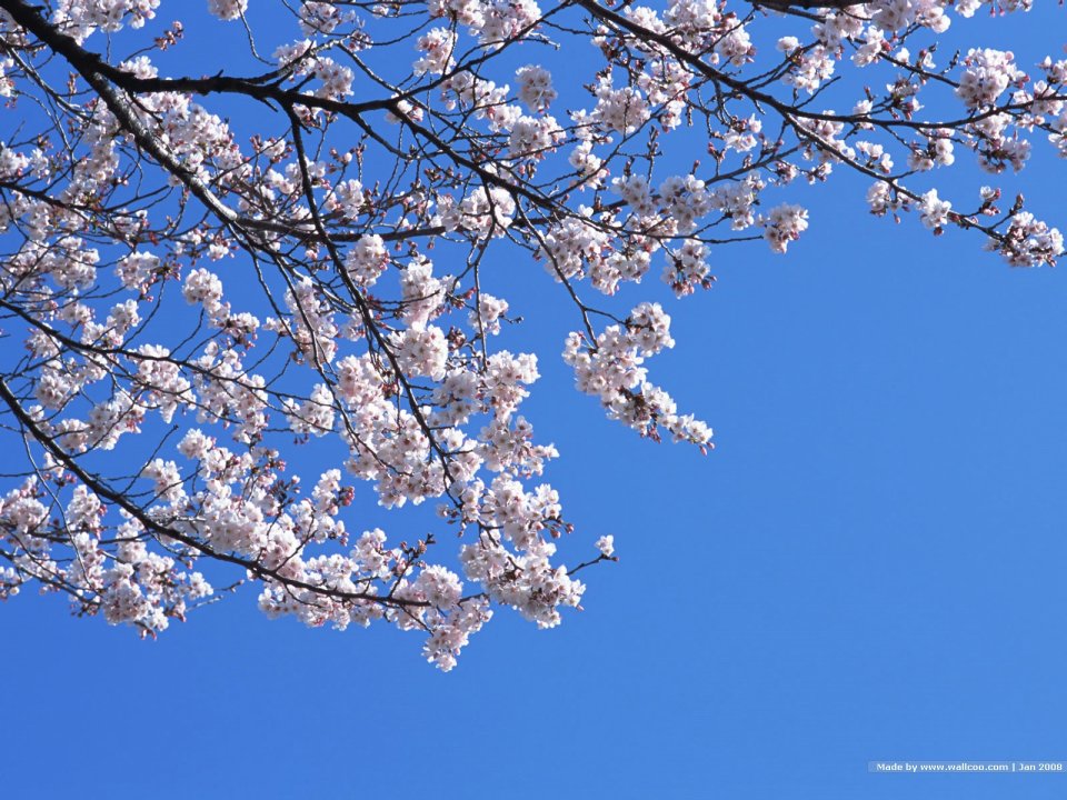 日本樱花盛开的蓝天景象
