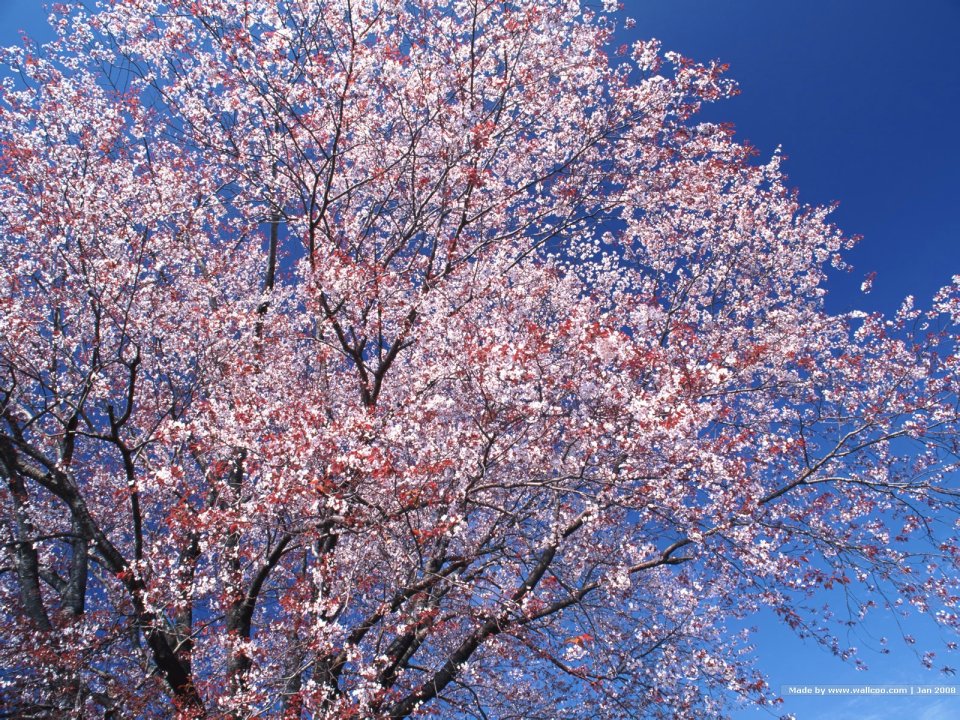 日本樱花盛开的春日美景