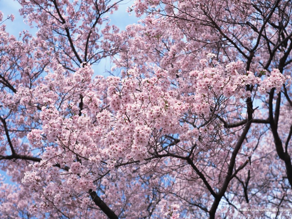 日本春日樱花盛开景象
