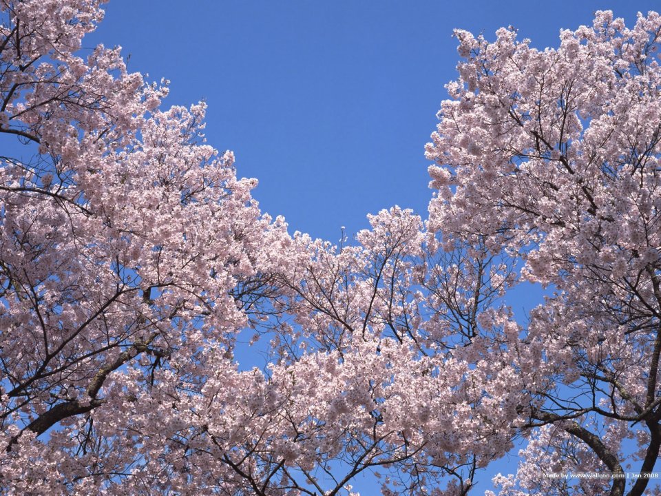 日本樱花盛开的春日景象