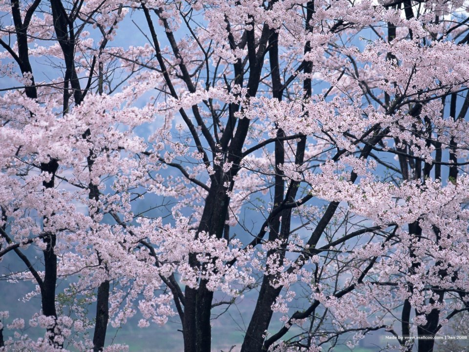 Japanese Cherry Blossom Spring Scene