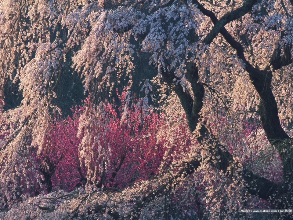 日本春日垂枝樱与梅花盛景