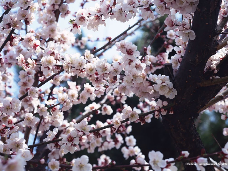 Japanese Spring Cherry Blossoms