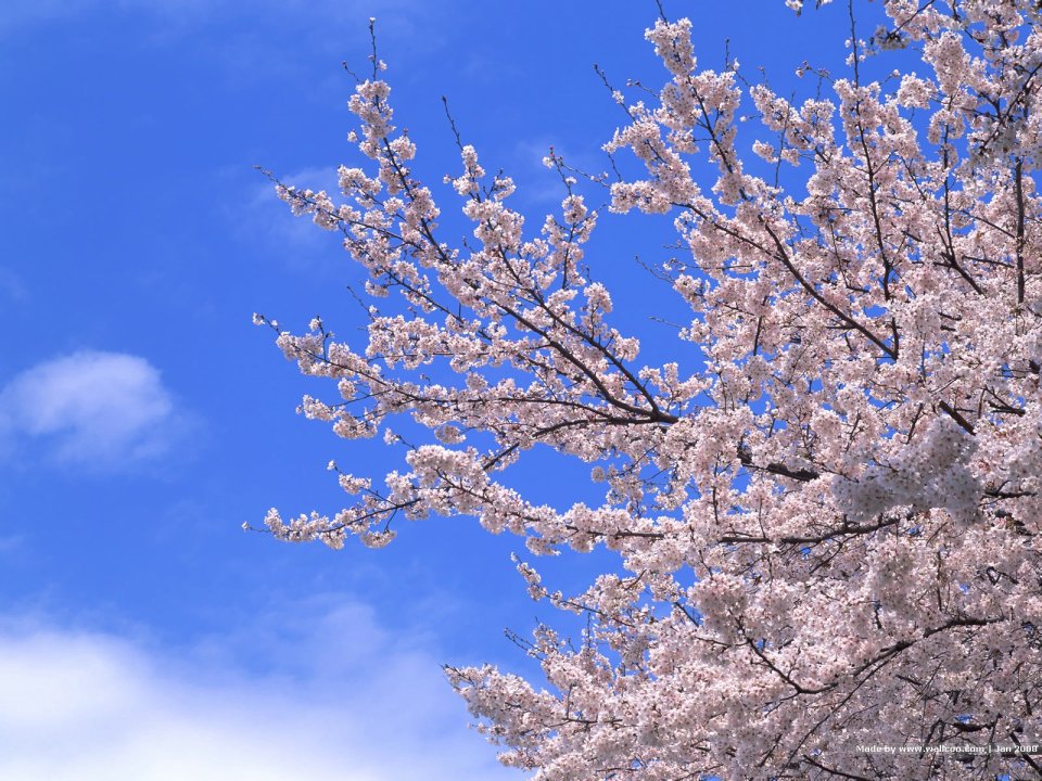 Japanese Spring Cherry Blossoms