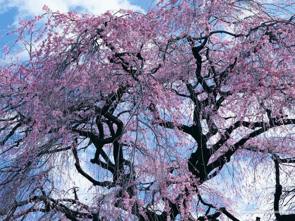 日本垂枝樱花盛开景象
