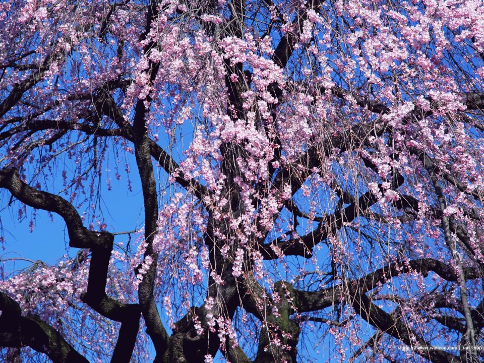 日本垂枝樱花盛开景象