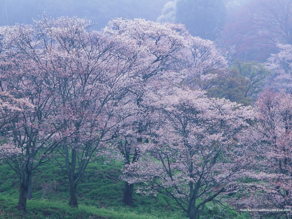 Japanese Cherry Blossom Forest Mist