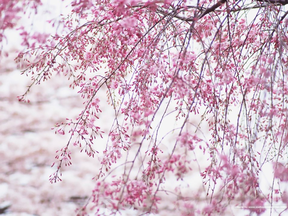 Japanese Cherry Blossom Weeping Branch