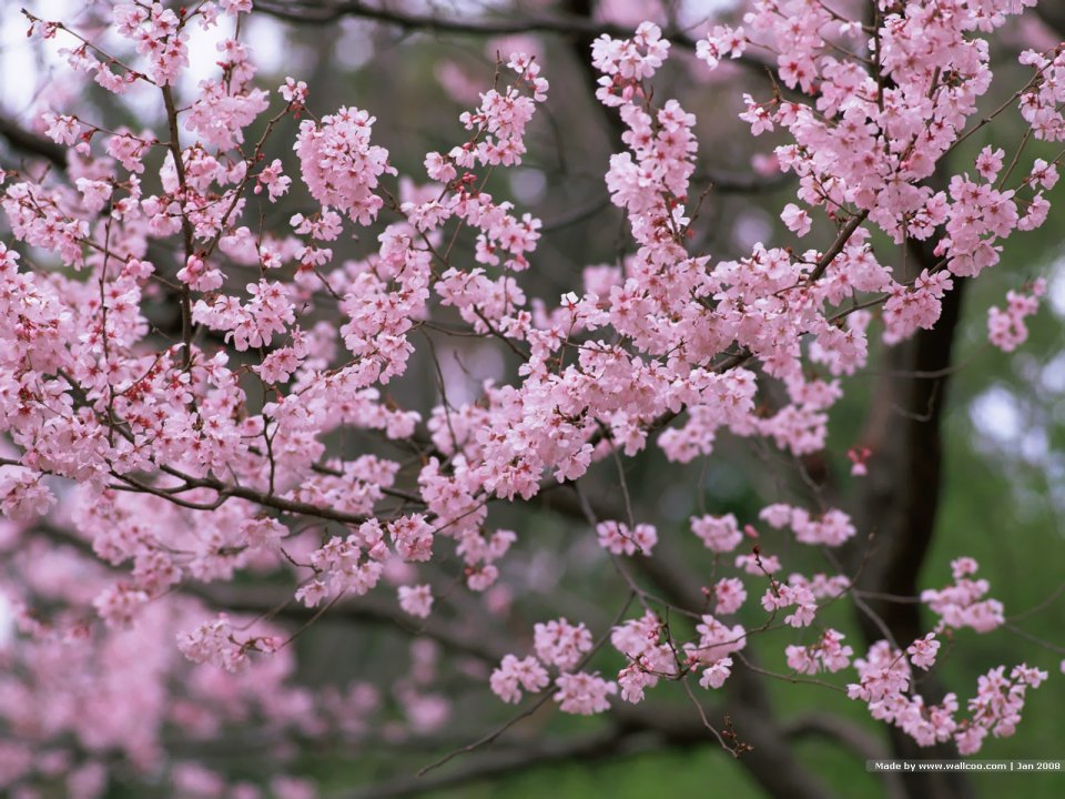 Japanese Cherry Blossom Spring Scenery