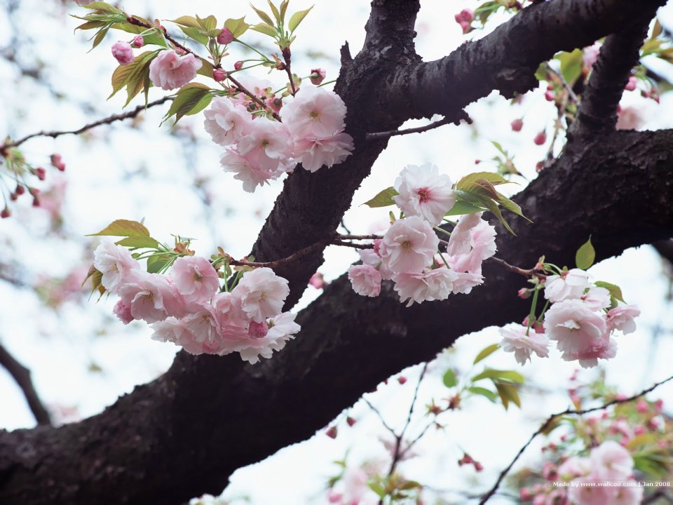 Japanese Cherry Blossom Branch