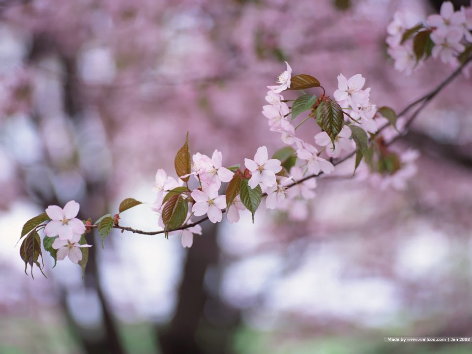 Japanese Cherry Blossom Branch