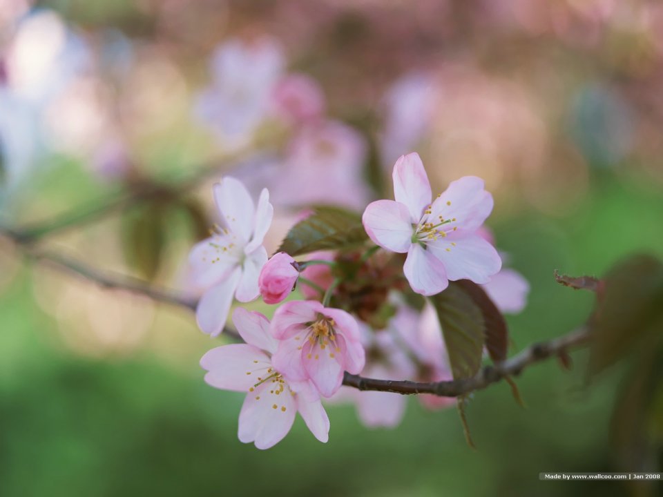 Japanese Spring Cherry Blossoms