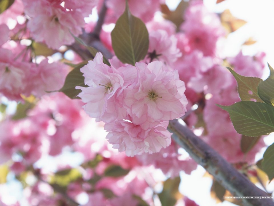 Japanese Cherry Blossom Peaceful Scenery