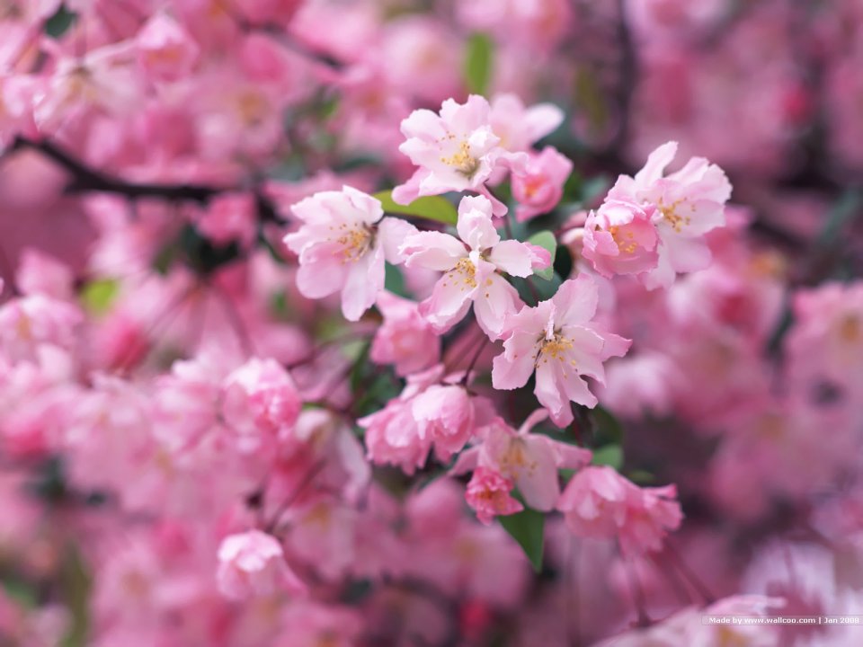 日本春日樱花盛开景象