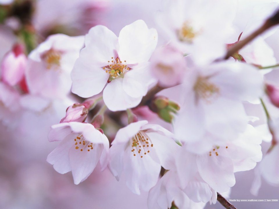 Japanese Cherry Blossom Branch Closeup