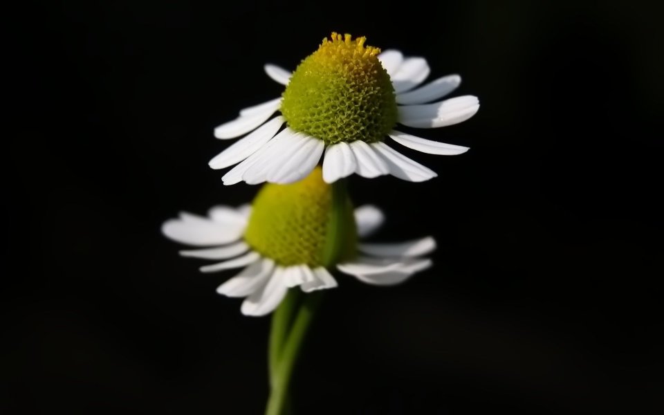 Two Daisy Serene Beauty