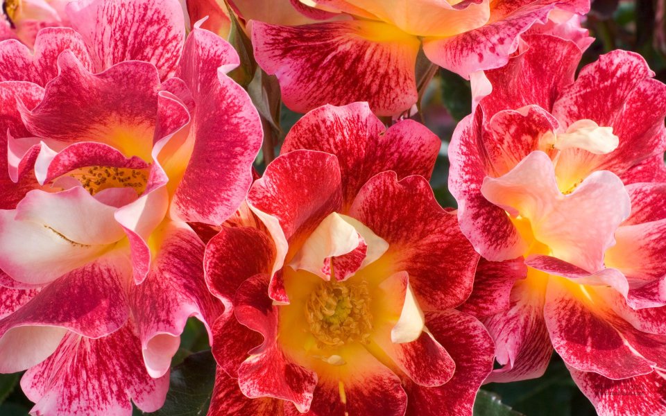 Meilland Rose Blooming Moment