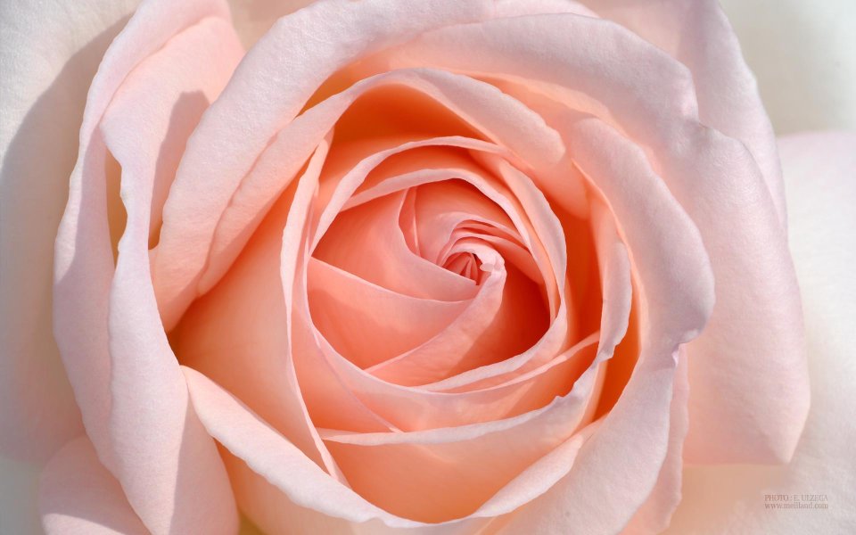 Pink Rose Flower Macro